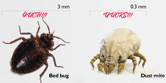 Bed Bugs cleaning